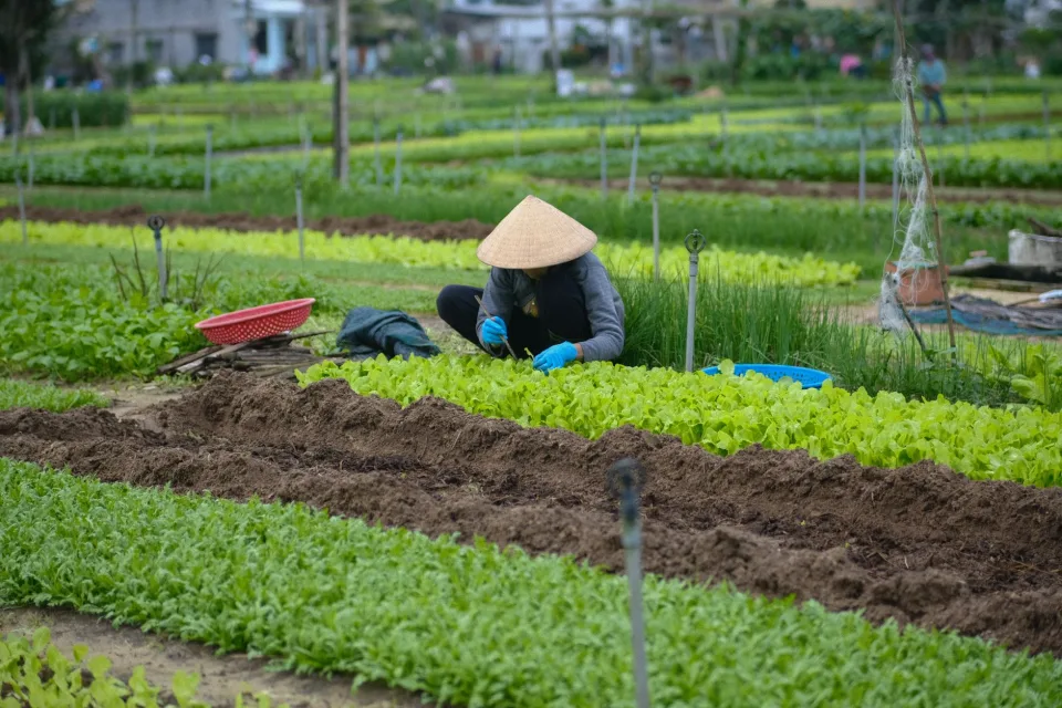 Đậu phộng rang đóng hũ