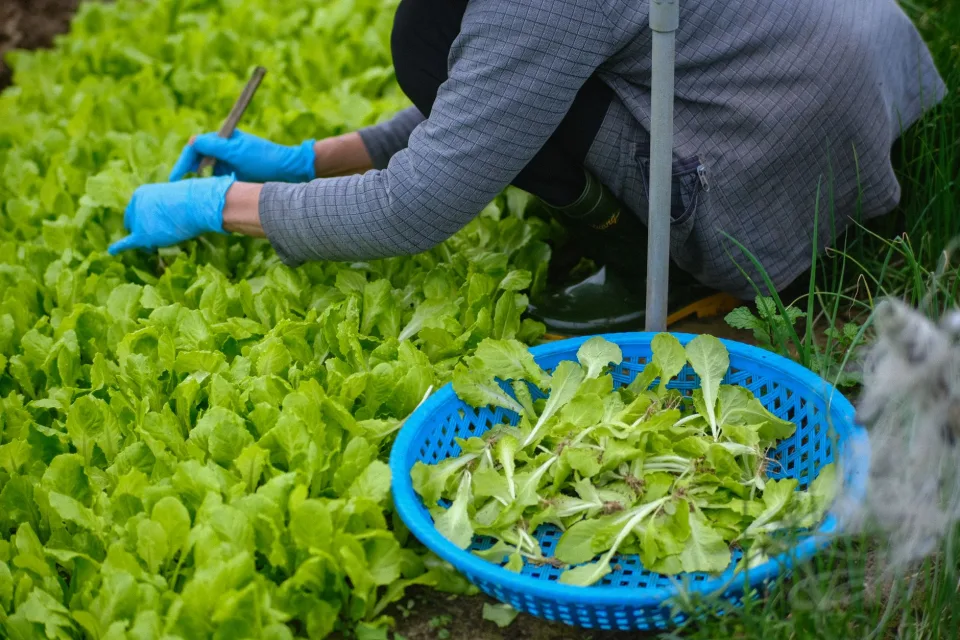 Nông sản nên thử khi ghé vườn
