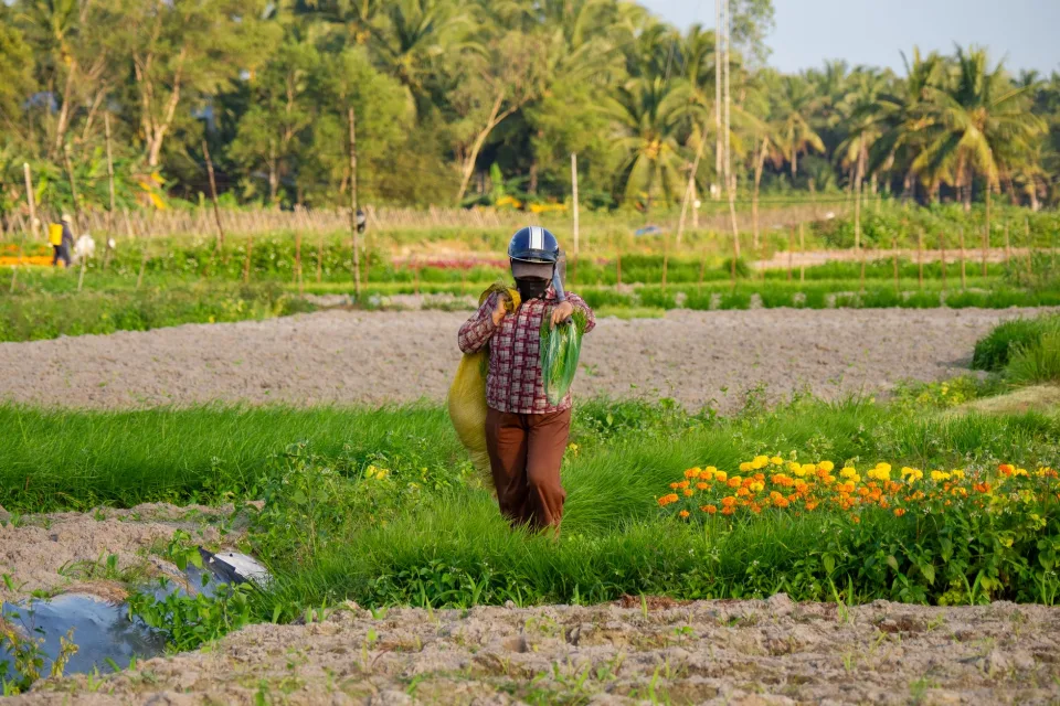 Rau tươi mới hái tại Lương Thị Anh