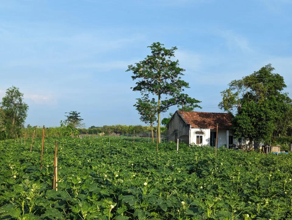 Nấm rơm tươi hái tại vườn